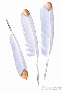 Cygne - 30-33 cm - blanc-doré larme